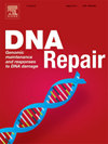 Dna Repair